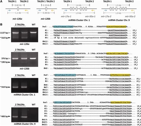 Heritable Chromosomal Deletions In Zebrafish In The Region Of MiRNA