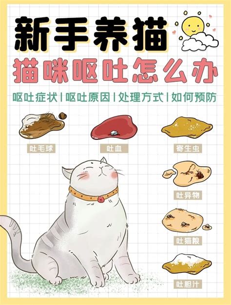 猫咪呕吐 症状说明 哔哩哔哩