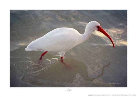 White Ibis Island Sanctuary