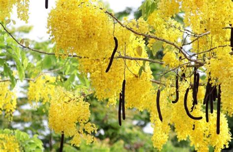 Amaltas Cassia Fistula Plantfedjoy