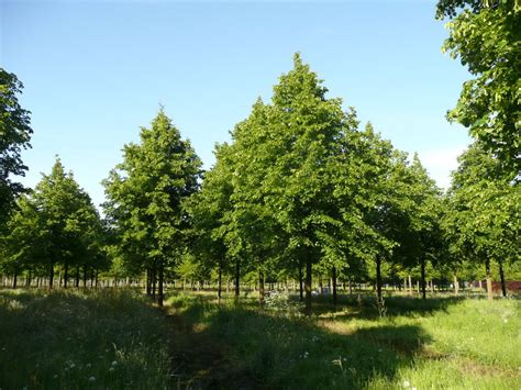 Tilia ×europaea 'Pallida' | Tilia ×europaea 'Pallida' - Van den Berk ...