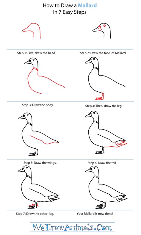 How to Draw a Mallard Bird Drawings, Easy Drawings, Animal Drawings ...