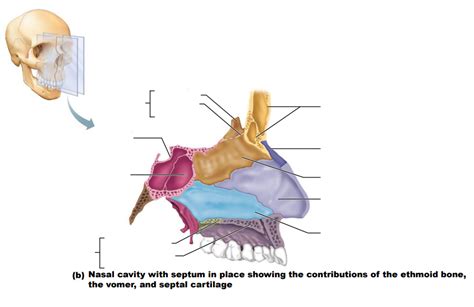 Nasal Cavity With Septum In Place Showing The Contributions Of The