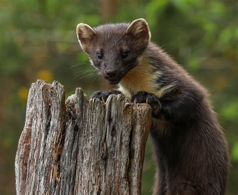 Pine marten | Pine marten taken at dusk on 1/6/19 Scotland | wayne ...