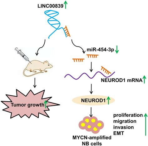 Schematic Diagram Displaying The Linc00839mir 454 3pneurod1 Download Scientific Diagram