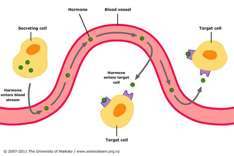 The Endocrine System Ms Jones Website