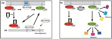 The Current Model Of Rho GTPase Activation And Signaling A States