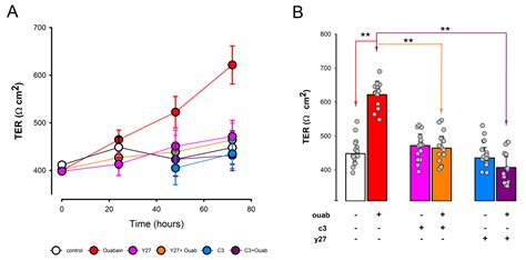 Ouabain Induces Transcript Changes And Activation Of RhoA ROCK