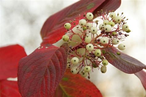 Red Twig Dogwood Fall Foliage And Berries Cornus Sericea Syn Cornus