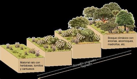 Que Es La Sucecion Ecologica Cataro