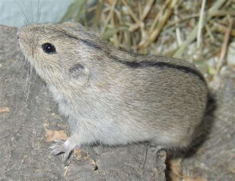 Steppe Lemming Life Expectancy