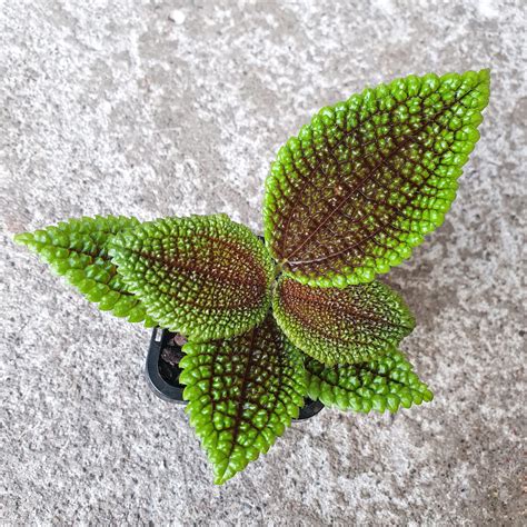 Pilea Involucrata Friendship Plant | Indoor Plants– Plantsmith