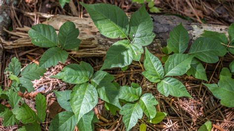 8 Best Ways To Kill And Get Rid Of Poison Ivy