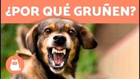 ¿qué Hacer Si Mi Perro Me Gruñe Guía Y Soluciones Para Dueños