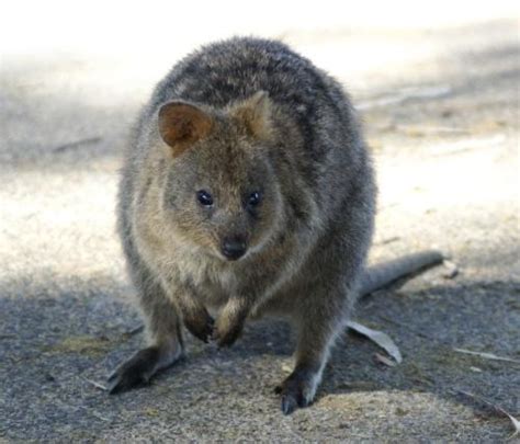 Rottnest Island Attractions | Things To See At Rottnest Island