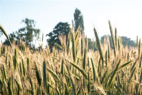 Campo De Trigo Cierre De Las Orejas De Trigo Dorado Contra El Sol