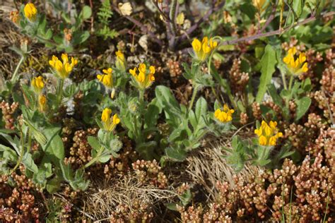 Hymenocarpos Cornicina Flora De Valdelatas INaturalist