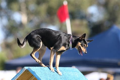 Australian Kelpie - Breed Profile | Australian Dog Lover