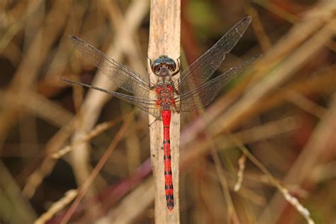 Blue Faced Meadowhawk Sympetrum Ambiguum Mason Neck Vi Flickr