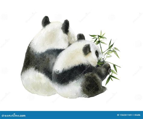 Dibujo A Mano Con Acuarela Del Oso Panda Aislado En Fondo Blanco Stock De Ilustración