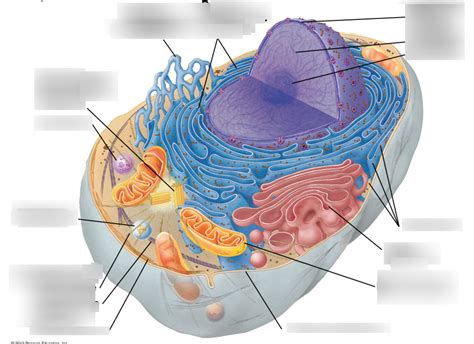 Chapter 4a: Animal Cell (Eukaryotic Cell) Diagram | Quizlet