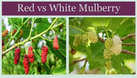 Mulberry Tree Care Growing Guide Plantly