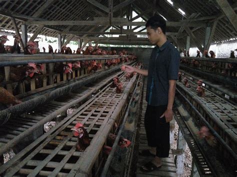 Konco Lawas Kandang Ayam Dan Kolam Ikan Cakapan