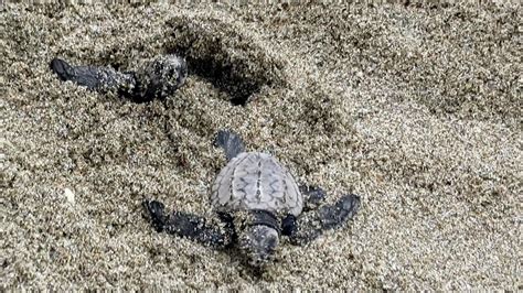 Baby Sea Turtles Hatching From Their Egg Coming Out Of The Sand And