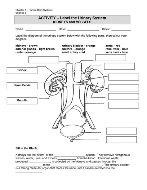 Excretory System Lesson Plan