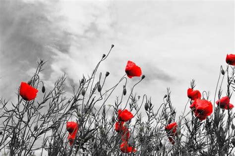 Red Poppy Flower Importance - All You Should Know | Source