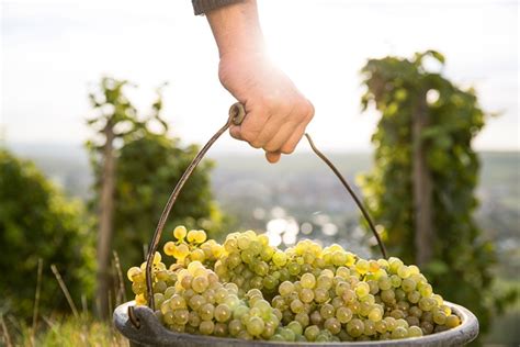 Essential Steps For A Successful Harvest At The Winery