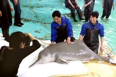 Weapon of Mass Imagination: Chinese River Dolphin Extinct