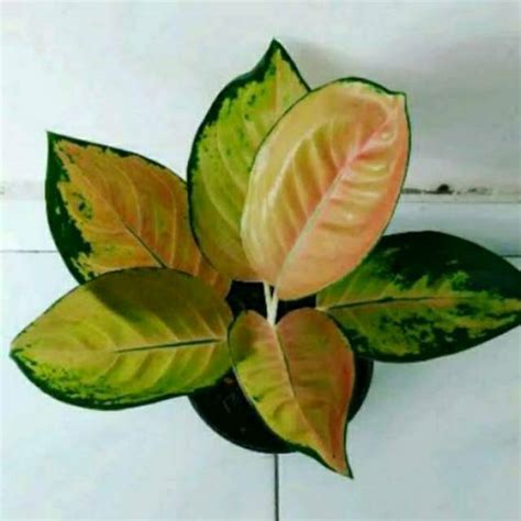 Jual Aglaonema Sultan Brunei Tanaman Hias Shopee Indonesia