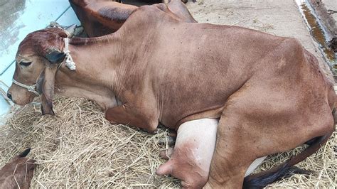 Lt Milk Capacity Pure Gir Cow For Sale Gave Birth Days Ago To