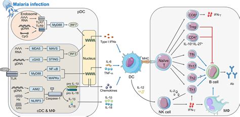 Frontiers Accelerator Or Brake Immune Regulators In Malaria