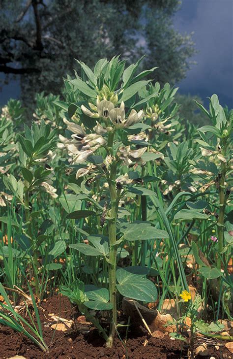 Vicia Faba L Plants Of The World Online Kew Science