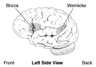 Broca's area | Psychology Wiki | Fandom powered by Wikia