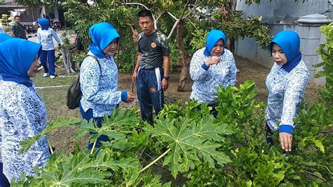 Prajurit Yonmarhanlan Iv Bersama Jalasenastri Laksanakan Panen Raya