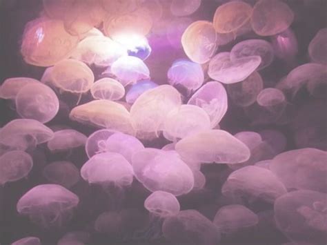 A Group Of Jellyfish Floating In The Water