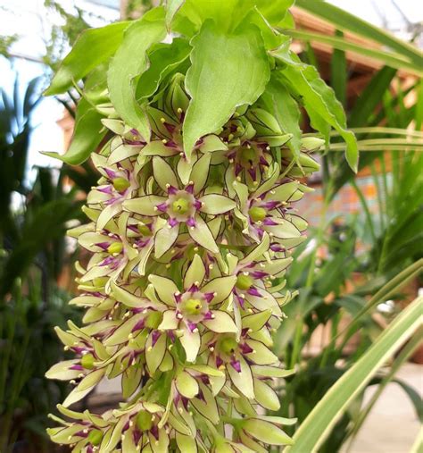 Buy Eucomis bicolor - Architectural Plants