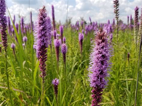 Wild Ones St. Croix Oak Savanna, Stillwater, Minnesota - Anemone