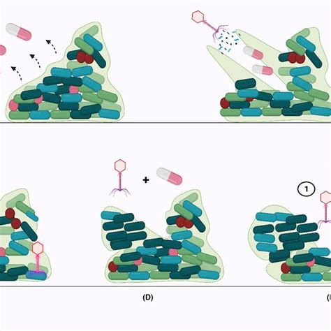 Resistance Mechanisms Of Bacteria To Phages A Inhibition Of Phage