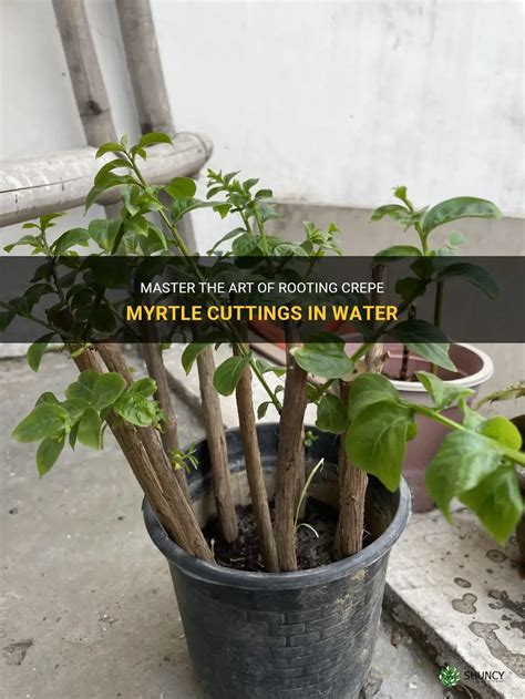 Master The Art Of Rooting Crepe Myrtle Cuttings In Water Shuncy