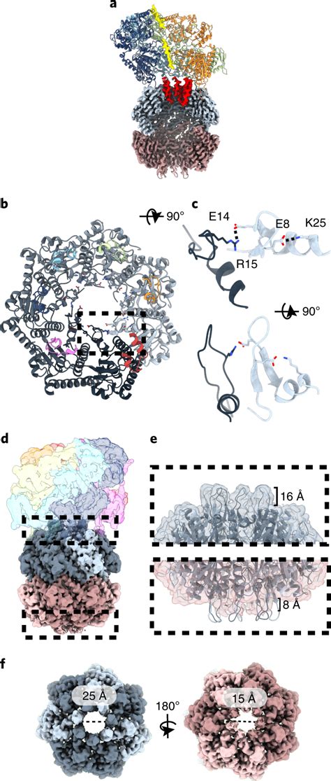 Structure Of ClpP And NT Gating Loops A Channel View Of ClpAP