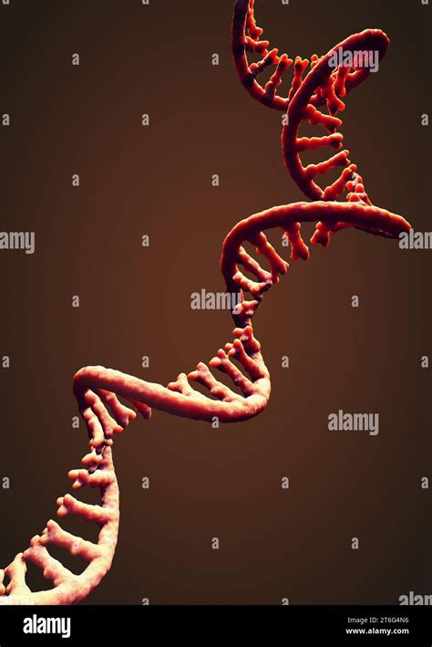 Single-stranded molecule of RNA called messenger ribonucleic acid - 3d illustration Stock Photo ...