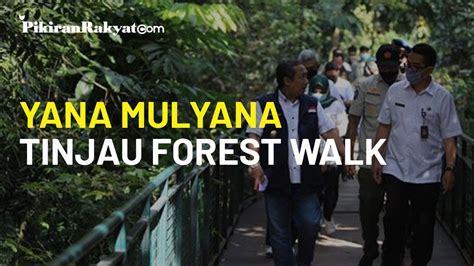 Dibuka Kembali Pekan Depan Yana Mulyana Tinjau Forest Walk Taman