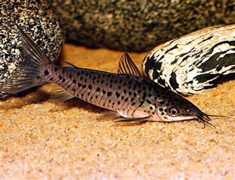 Amazon Porthole Catfish | Arizona Aquatic Gardens