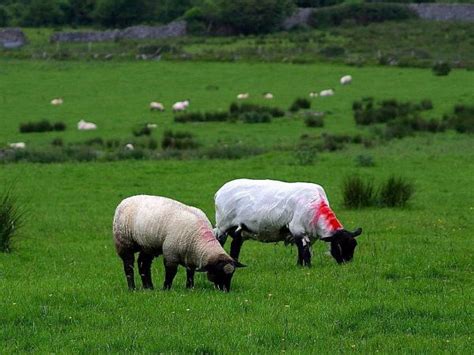 Free Images Landscape Grass Field Farm Meadow Countryside Hill