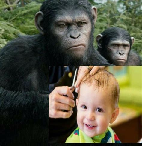 Human Haircut | Monkey Haircut | Know Your Meme