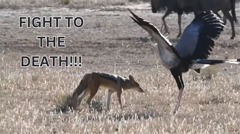 Secretary Bird Battles In The Savannah Epic Encounters With Foxes And